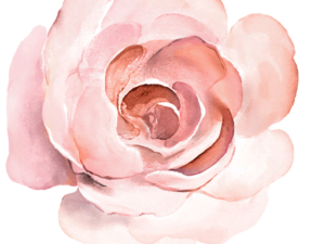 Champagne and Roses